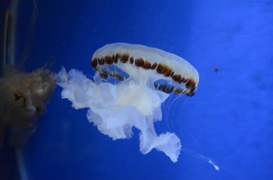 Institut Penyelidikan Perikanan